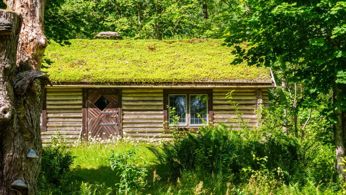 Discover a charming log cabin with a lush grass roof nestled in a serene forest landscape during summer.